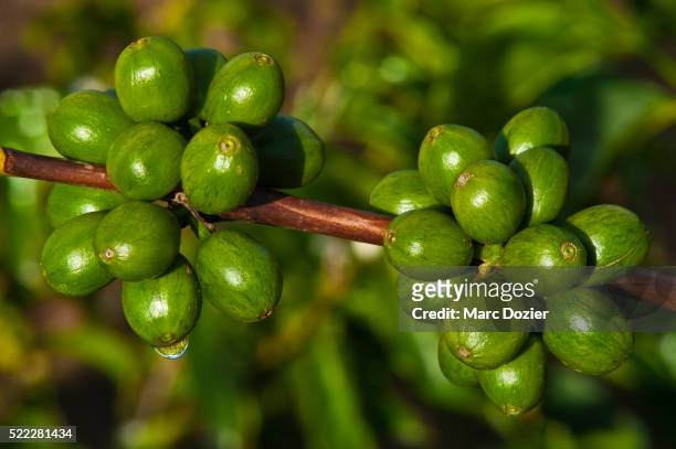 coffee bean on tree - goroka photos et images de collection