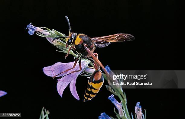 delta unguiculatum (mud dauber wasp) - mud dauber wasp fotografías e imágenes de stock