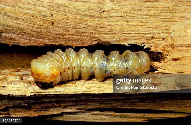 cerambyx cerdo (great capricorn beetle) - larva - escarabajo-de-cuerno-largo fotografías e imágenes de stock
