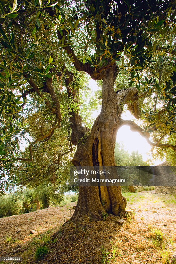 Olive tree