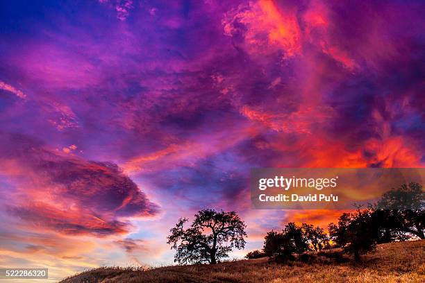 oaks at sunset - ojai california foto e immagini stock