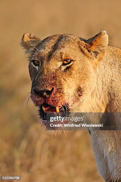 portrait of female lion at kill, maasai mara, kenya - bloody lion stockfoto's en -beelden
