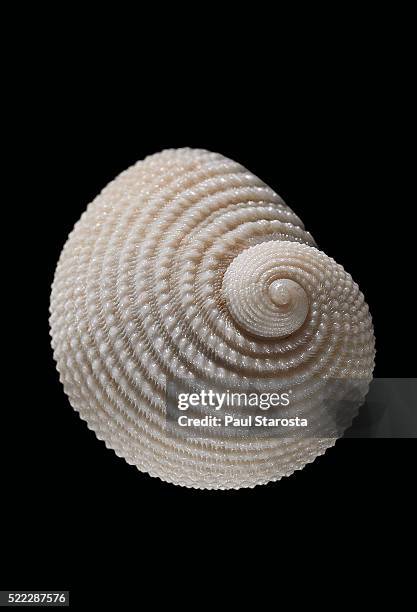 neritopsis radula - shell stock pictures, royalty-free photos & images
