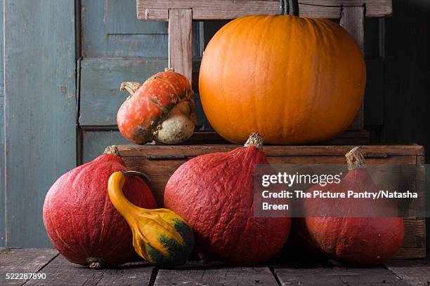 assortment of different pumpkins - hokaido pumpkin stock pictures, royalty-free photos & images