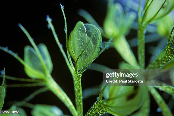 aldrovanda vesiculosa (waterwheel plant, water bugtrap) - trap (underwater) - waterrad stockfoto's en -beelden