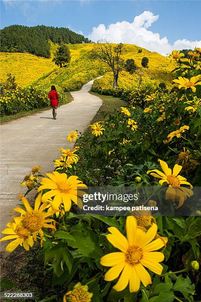 mexican sunflower (dork booa torng) field - mae hong son provinz stock-fotos und bilder