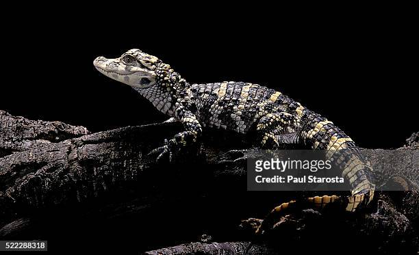 alligator sinensis (chinese alligator) - alligator sinensis stock pictures, royalty-free photos & images