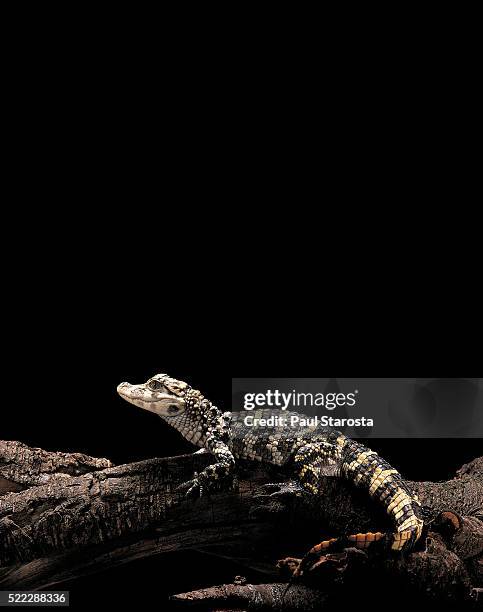 alligator sinensis (chinese alligator) - alligator sinensis stock pictures, royalty-free photos & images