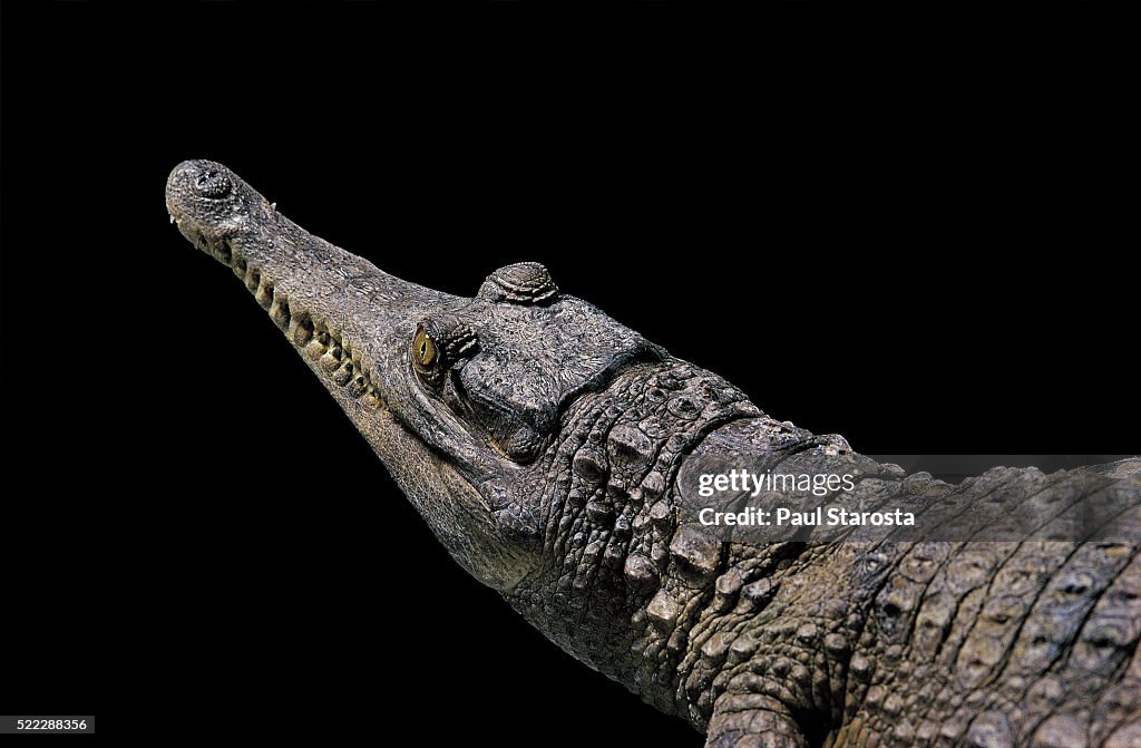 Crocodylus cataphractus (african slender-snouted crocodile)