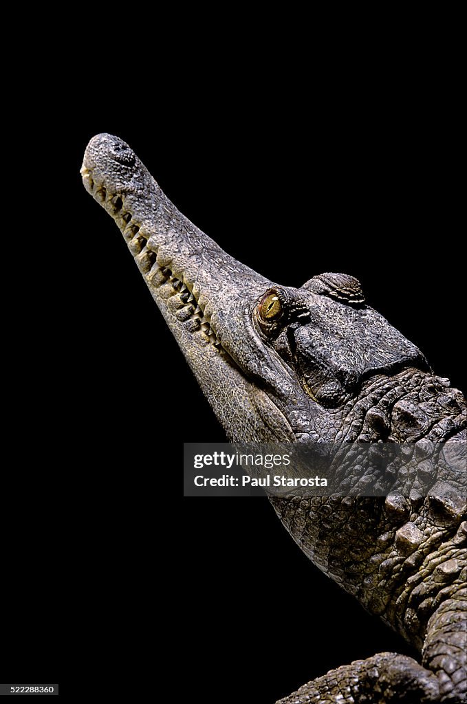 Crocodylus cataphractus (african slender-snouted crocodile)