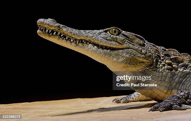 crocodylus niloticus (nile crocodile) - クロコダイル ストックフォトと画像