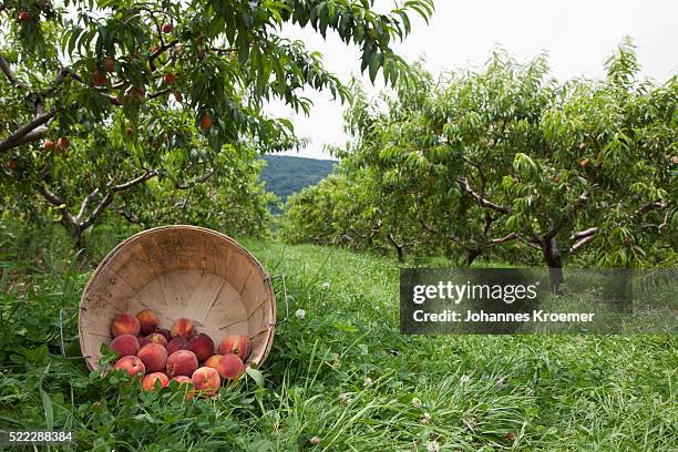 basket of fresh peaches beneath tree - peach orchard stock pictures, royalty-free photos & images