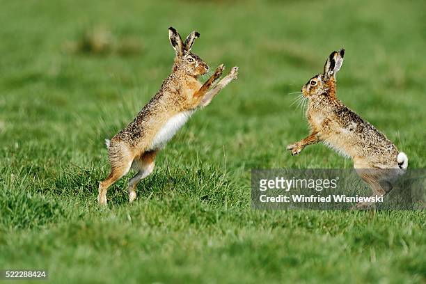 brown hares fighting - brown hare stockfoto's en -beelden