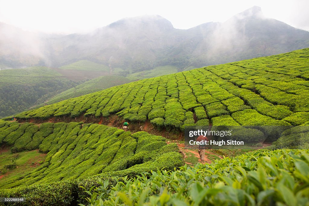 Tea plantation