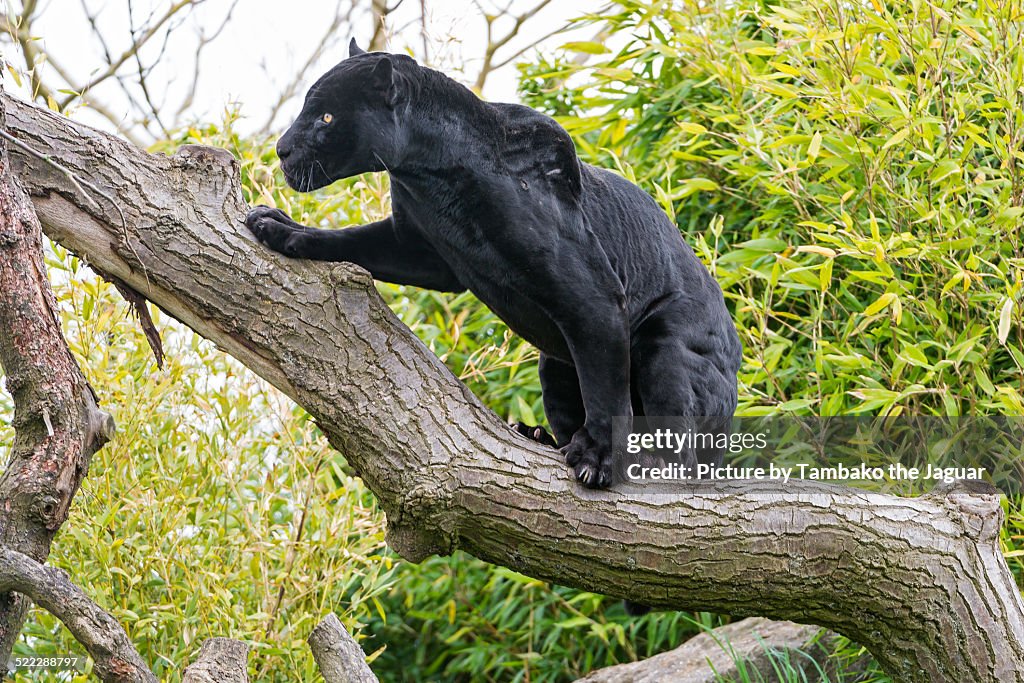 Climbing black jaguar