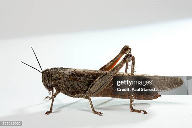 anacridium aegyptium (egyptian locust) - locust fotografías e imágenes de stock