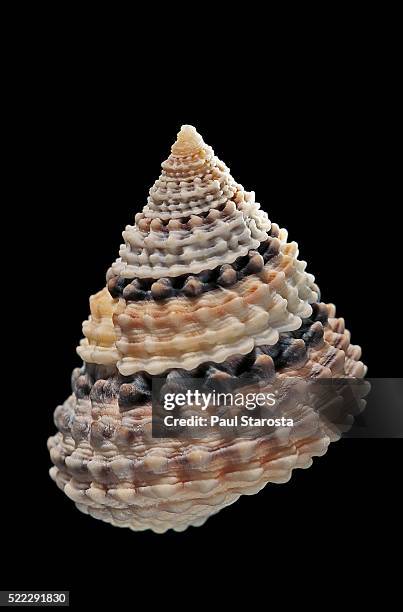 tectarius coronatus - periwinkle stock pictures, royalty-free photos & images