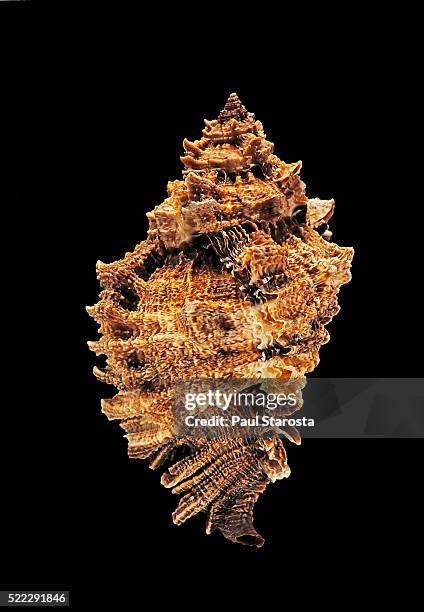 175 Murex Snails Stock Photos High Res Pictures And Images Getty Images 175-murex-snails-stock-photos-high-res-pictures-and-images-getty-images
