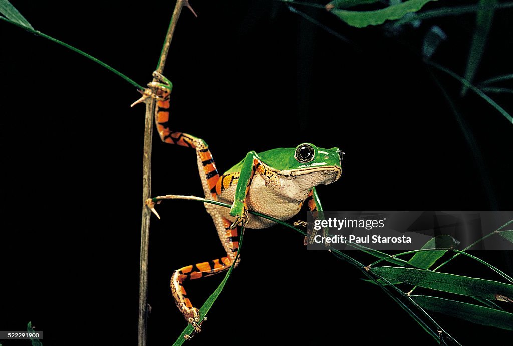 Phyllomedusa hypochondrialis azurea (northern orange-legged leaf frog)