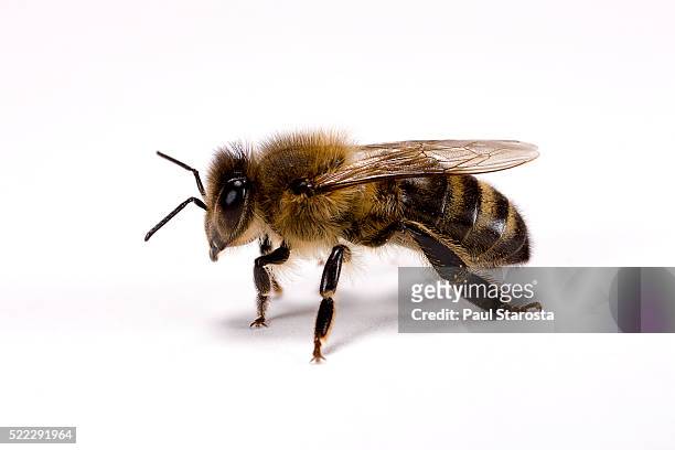 apis mellifera (honey bee) - biene stock-fotos und bilder