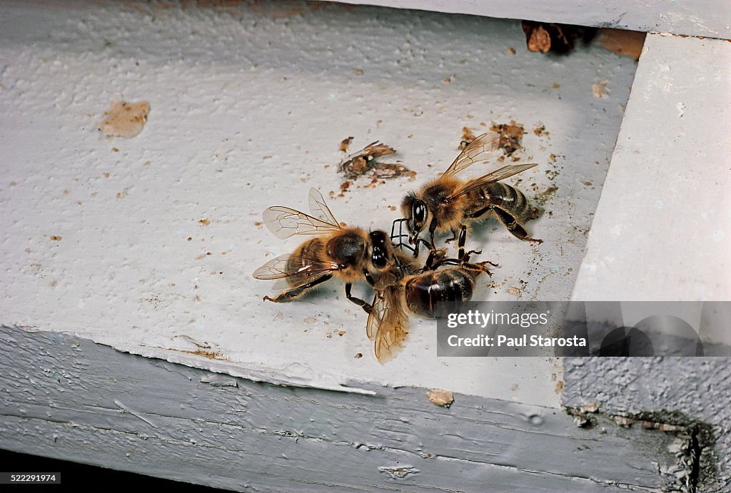Apis mellifera (honey bee) - workers removing a dead bee from the hive