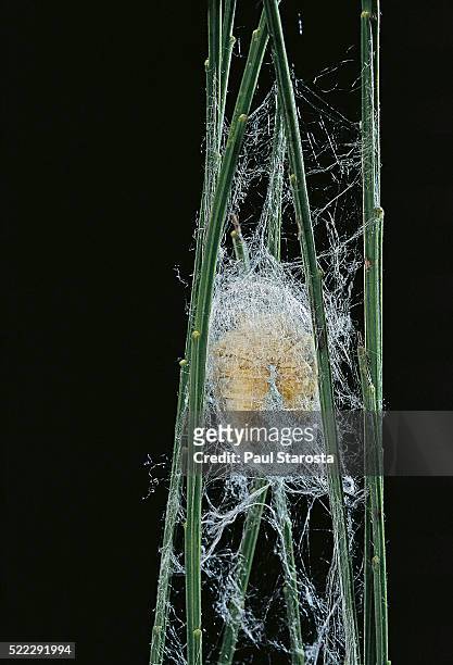 bombyx mori (common silkmoth) - larva or silkworm spinning cocoon - silk moth stock pictures, royalty-free photos & images