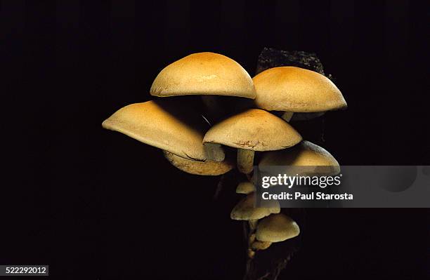 hypholoma fasciculare (sulphur tuft, clustered woodlover) - poisonous mushroom stockfoto's en -beelden