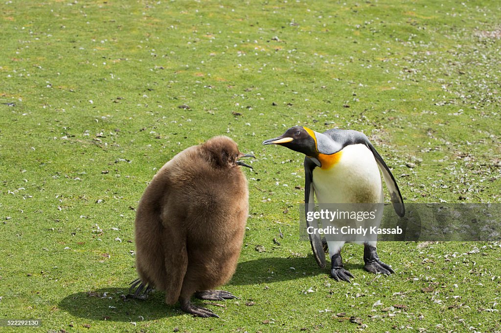 King Penguin Parent with Chick in a Field at Volunteer Point in the Falkland Islands