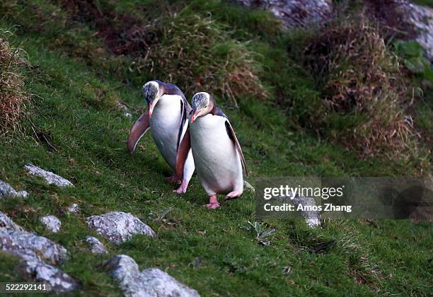 yellow eyed penguins - akaroa stock pictures, royalty-free photos & images