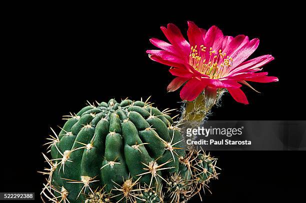 echinopsis backebergii - kaktus bildbanksfoton och bilder