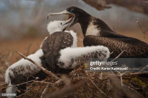frigatebird feeding chick in galapagos - frigate stock pictures, royalty-free photos & images