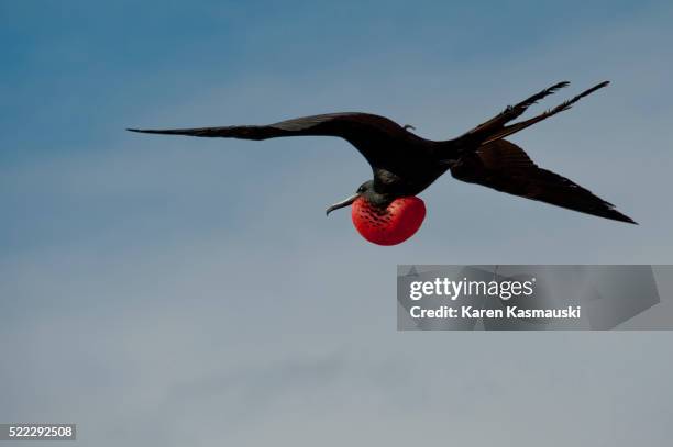 magnificent frigatebird in galapagos - frigate stock-fotos und bilder