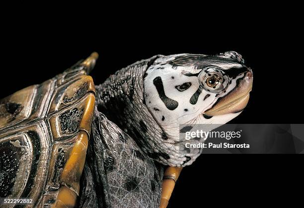 malaclemys terrapin centrata (diamondback terrapin) - terrapin stock pictures, royalty-free photos & images