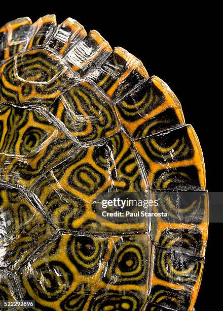 pseudemys gorzugi (western river cooter) - turtle shell stock pictures, royalty-free photos & images