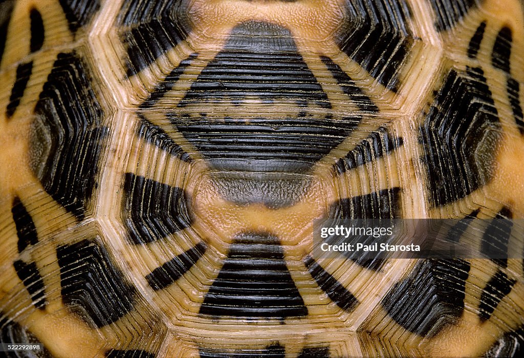 Pyxis arachnoides (Madagascan spider tortoise)