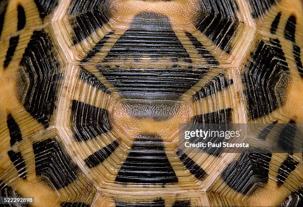 pyxis arachnoides (madagascan spider tortoise) - spider tortoise stock pictures, royalty-free photos & images
