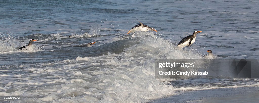 Gentoo penguins (Pygoscelis papua papua) surfing waves, Falkland Islands