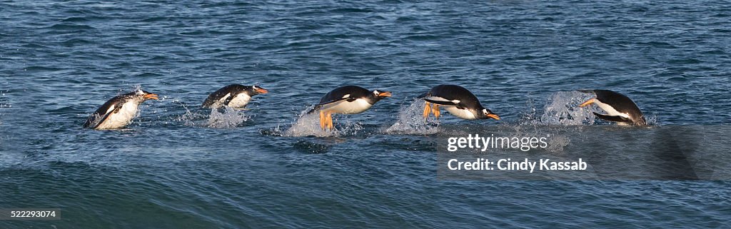 Five Gentoo Penguins Porpoising at Sea