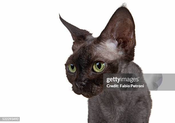 devon rex cat - devon rex stock pictures, royalty-free photos & images