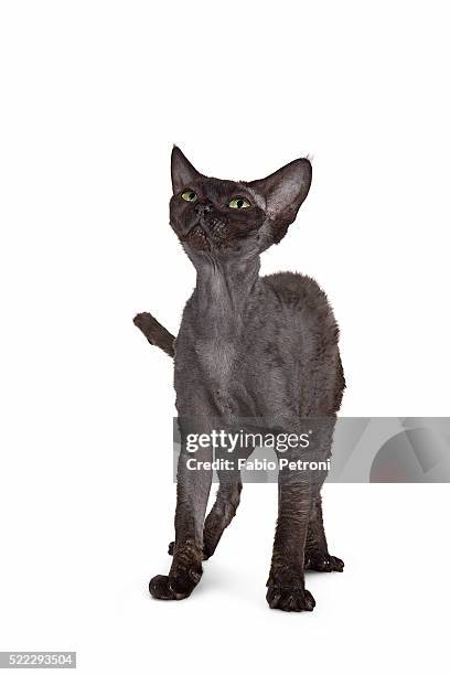 devon rex cat - devon rex stock pictures, royalty-free photos & images