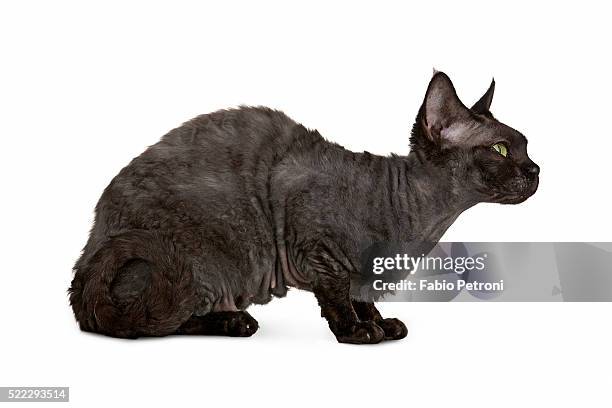 devon rex cat - devon rex stock pictures, royalty-free photos & images