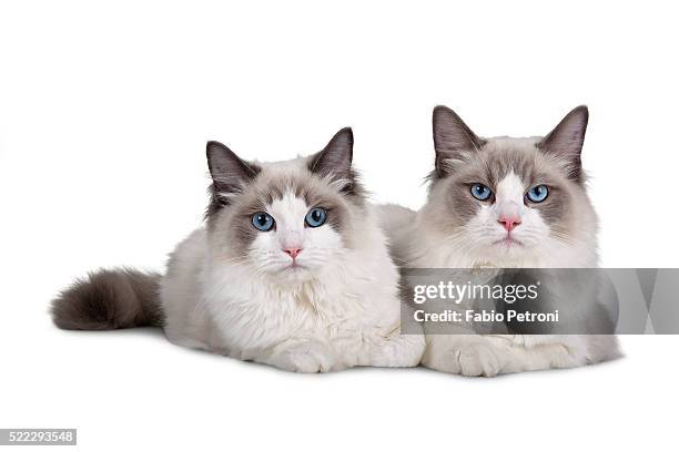 Two Ragdolls Two Ragdoll Cats Photos and Premium High Res Pictures - Getty Images
