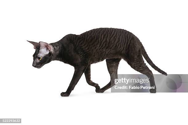 cornish rex cat - cornish rex stock pictures, royalty-free photos & images