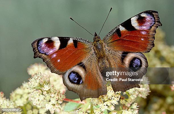 inachis io (peacock butterfly, european peacock) - ocellus stock pictures, royalty-free photos & images