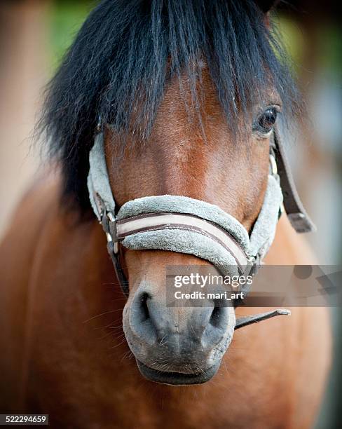 shetlend pony