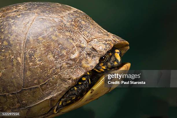 Turtle Shell Drop Box 239 Tortoiseshell Box Stock Photos, High-Res Pictures, and Images ...