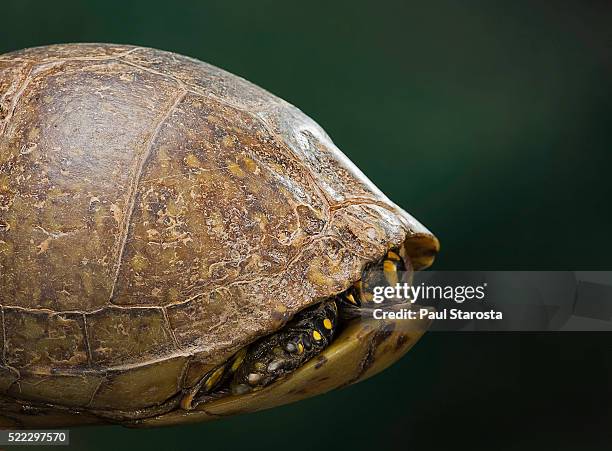 Box Turtle Shell Photos and Premium High Res Pictures - Getty Images