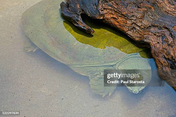 apalone spinifera (spiny softshell turtle) - underwater - freshwater turtle stock pictures, royalty-free photos & images