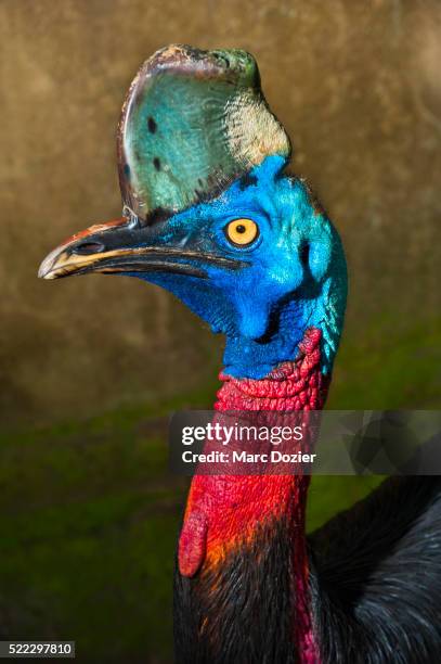 cassowary (casuarius casuarius) - cassowary stock-fotos und bilder