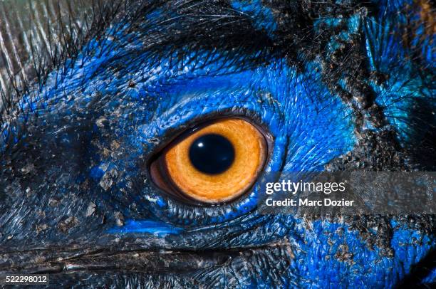 cassowary eye - casuario foto e immagini stock